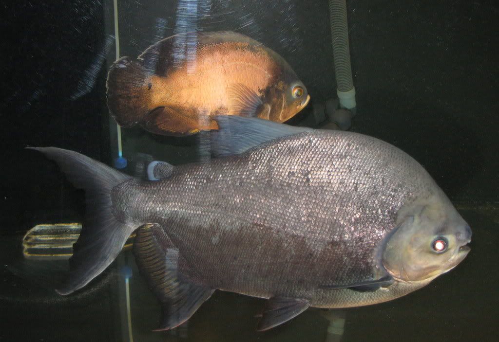 pacu-01.jpg
