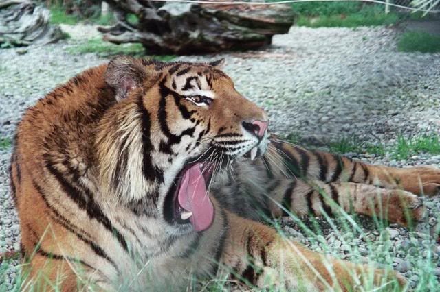 tigress.jpg