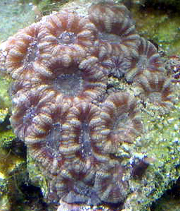 1907Acan.jpg