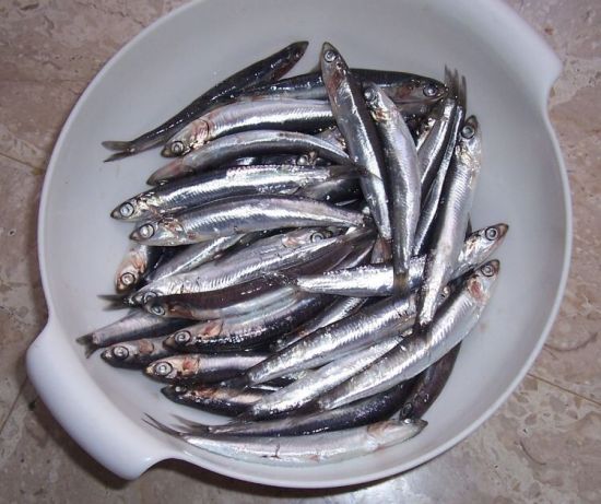 005034-engraulis-encrasicolus.jpg