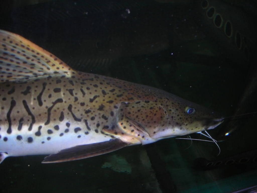 DSCN1256.jpg