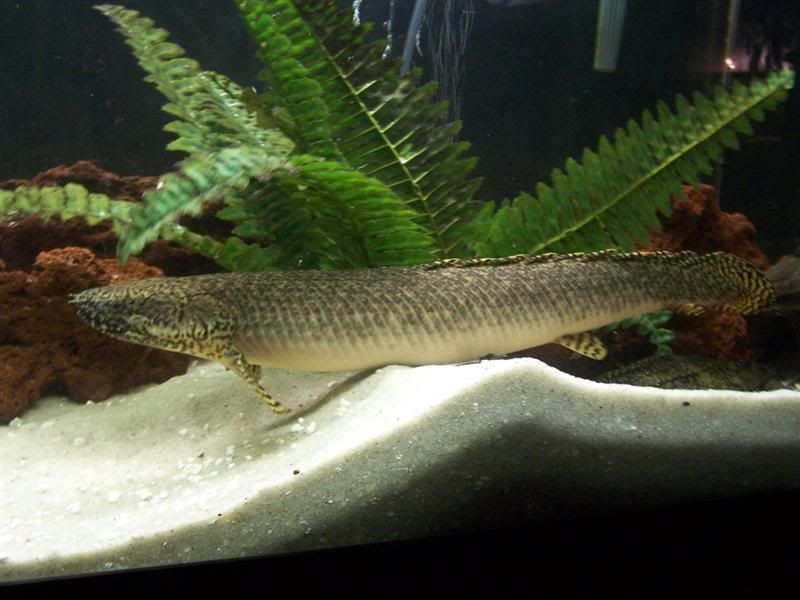polypterus4.jpg