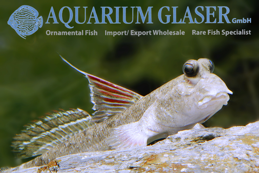 www.aquariumglaser.de