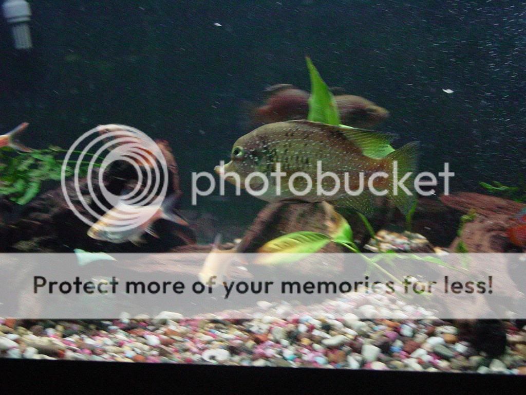 DSC08442.jpg