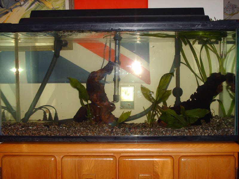 thefish001.jpg