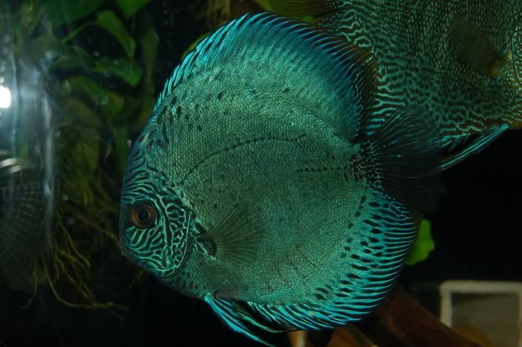 discus.jpg