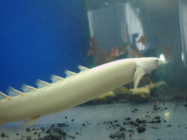 DSC08654.jpg