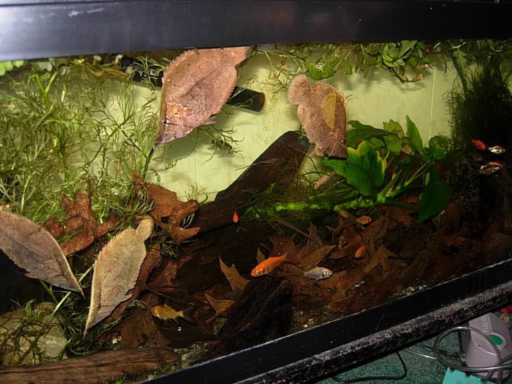 newleaffishsetup037.jpg