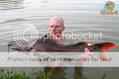 asian-red-tail-catfish9.jpg