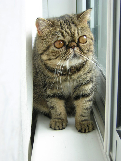 Brown_Exotic_Shorthair_Kitten.jpg
