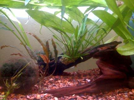 bettatank3.jpg