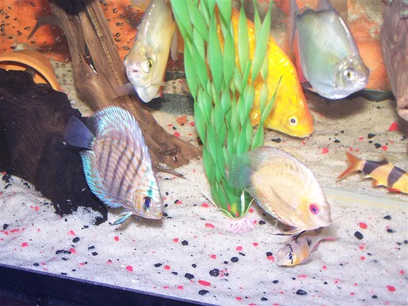discus.jpg