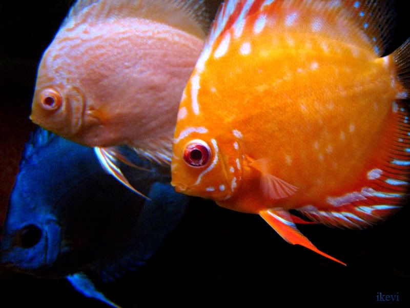 3discus.jpg