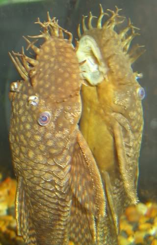 bristlnoseclose.jpg