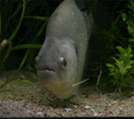 Untitled-3.gif