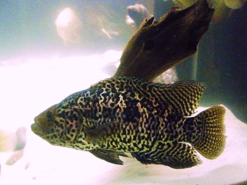 DSCF3115.jpg