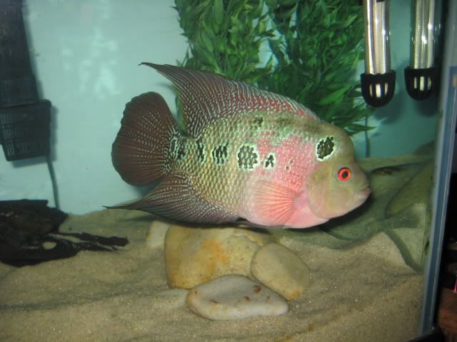 goliath2006.jpg