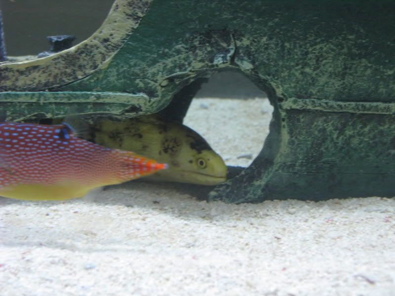 aquariumApril5087.jpg