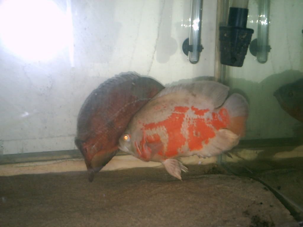 PICT0723.jpg