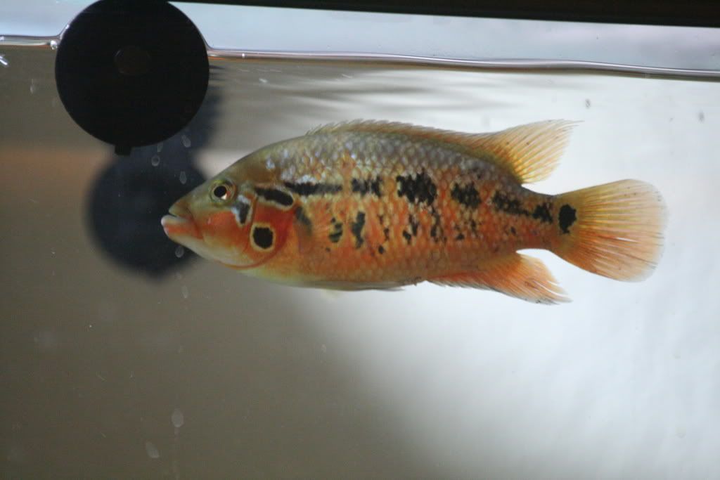 redtigermotaandmore029.jpg
