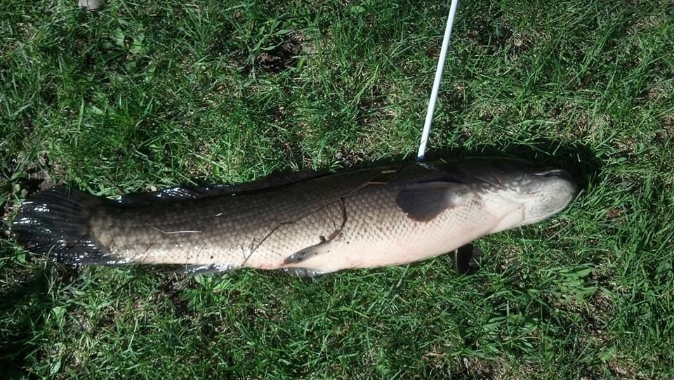 dogfish_zps49dc4429.jpg