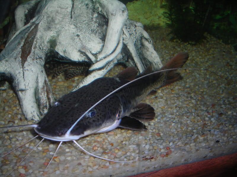 Hybrid1.jpg