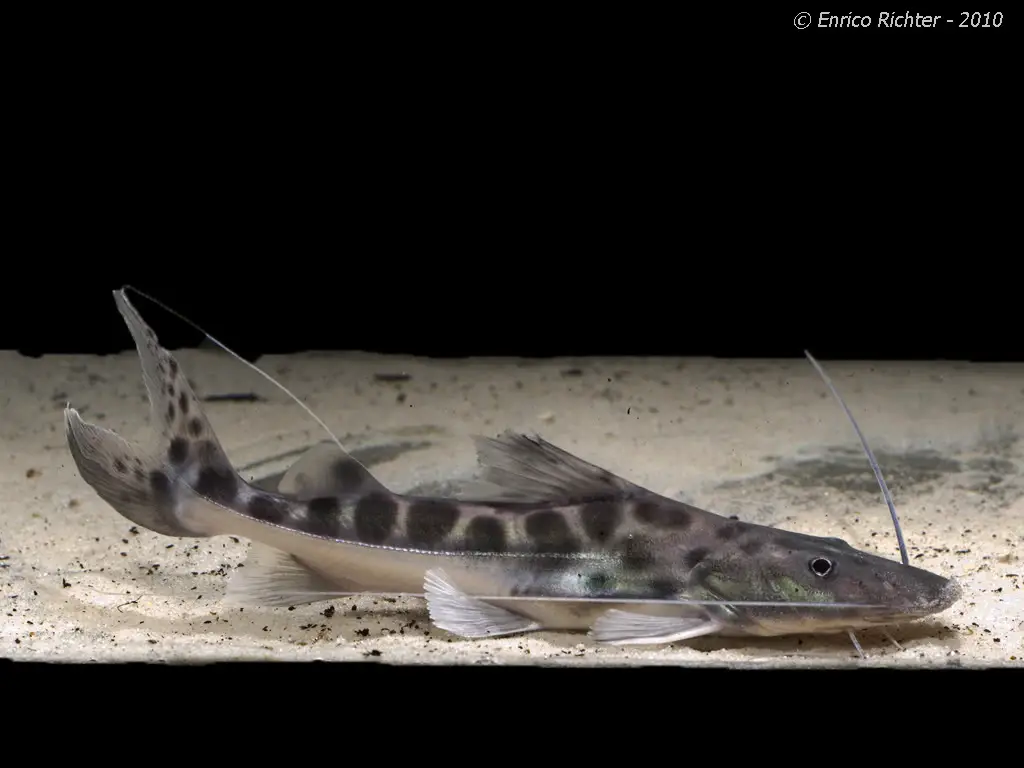 Brachyplatystoma-filamentosum-Peru-1.jpg