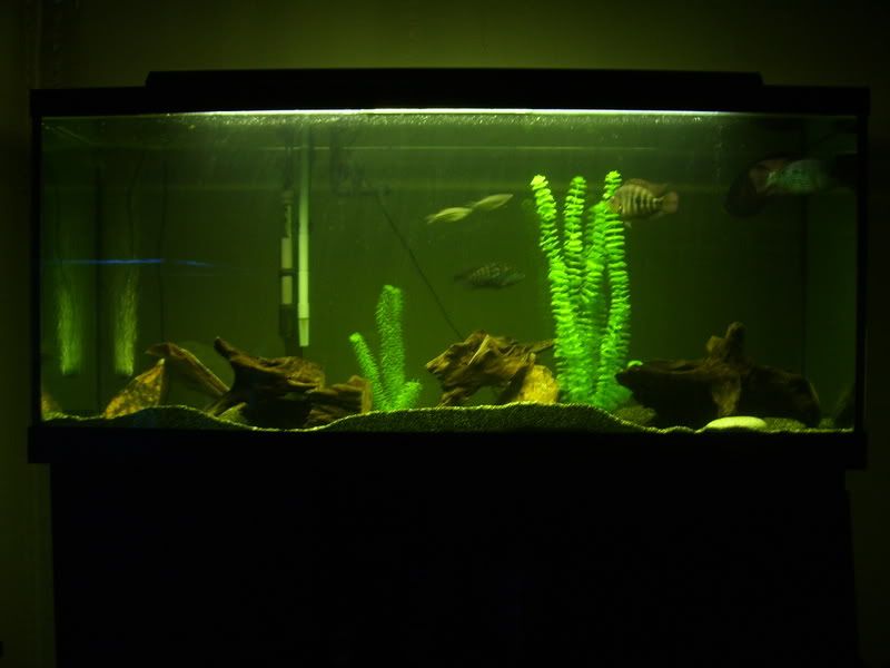 TANKS005.jpg