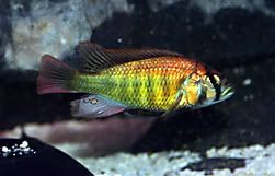 BriansFISH112_edited.jpg