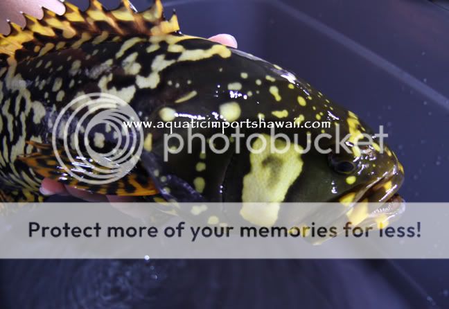 bumblebeeinhand.jpg