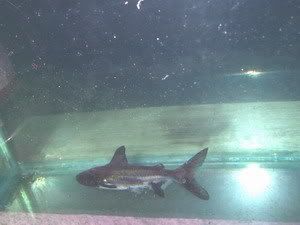 hi-fin.jpg