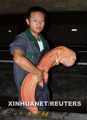 giantsalamander.jpg