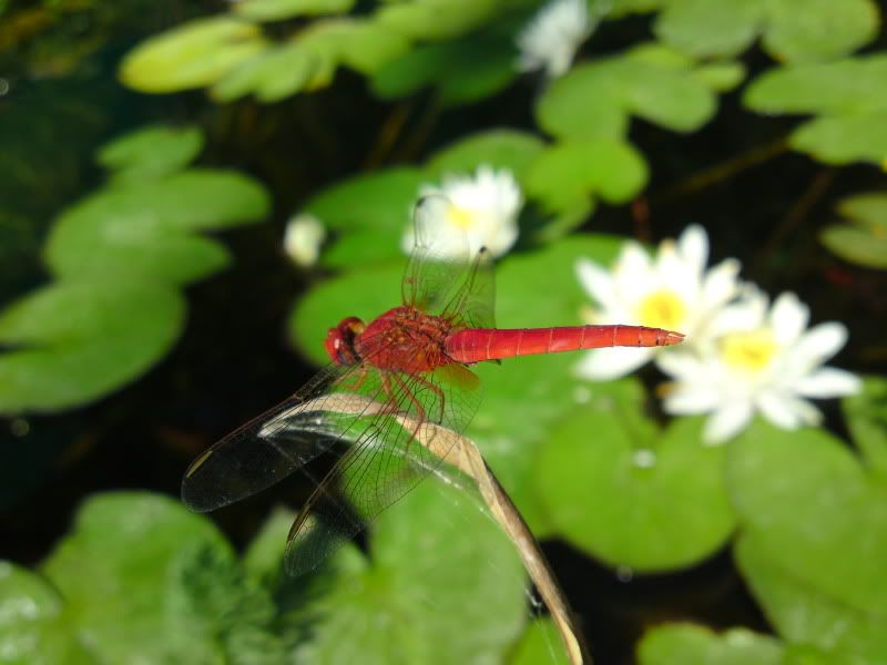 DSC00004.jpg