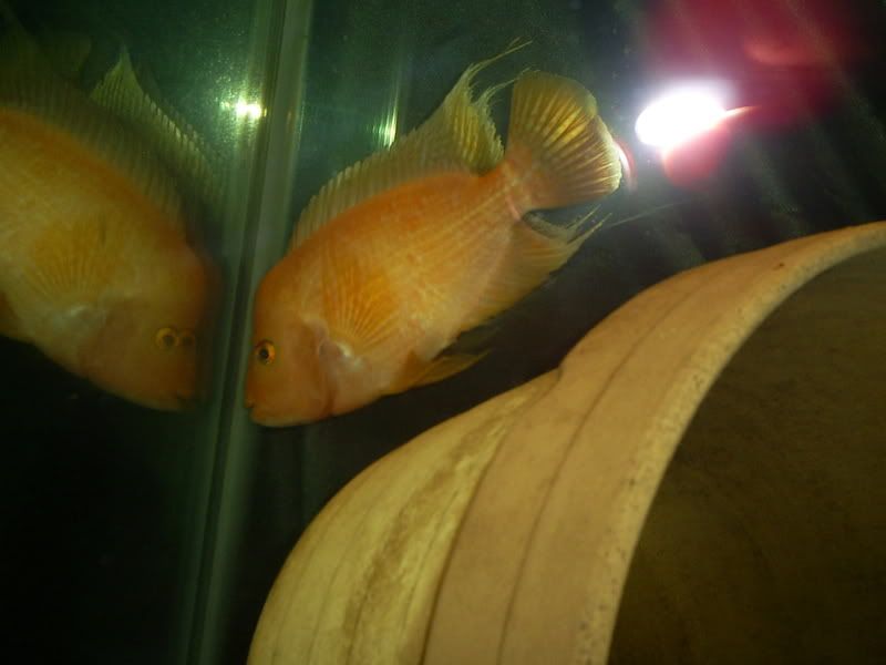 S5031273.jpg