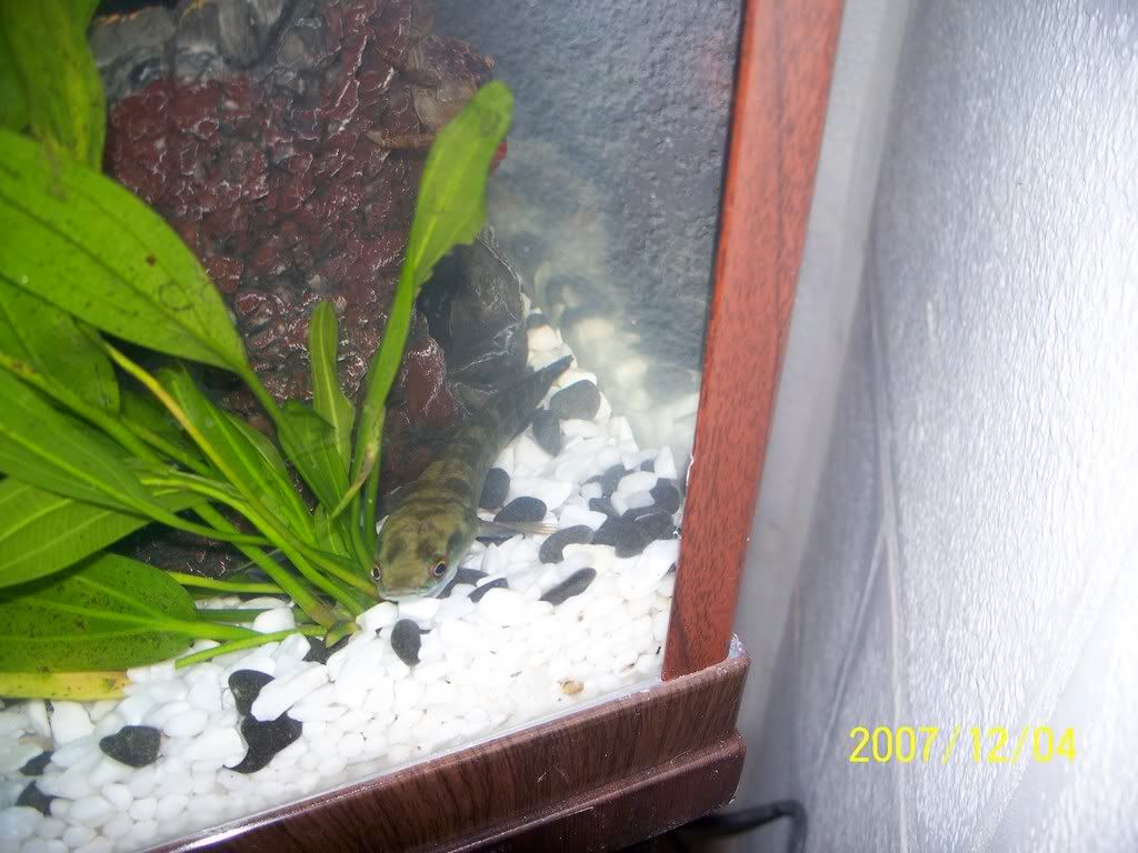 jsnakehead6.jpg