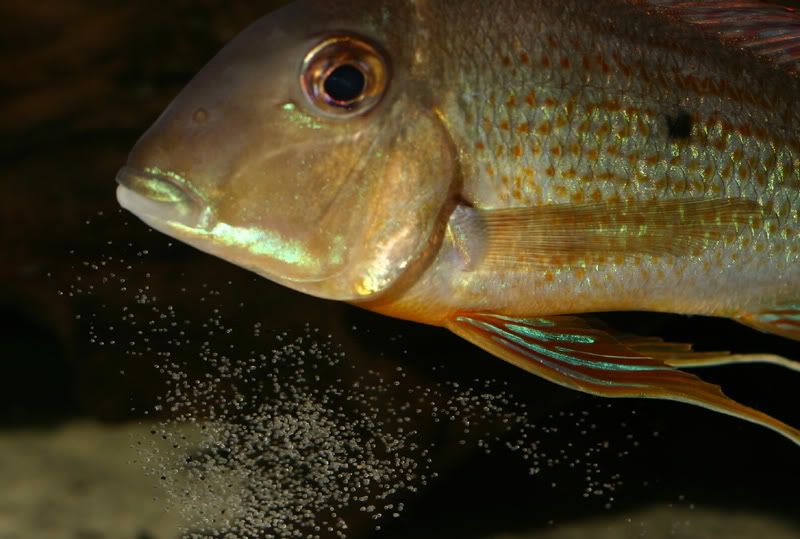 altplecs048.jpg