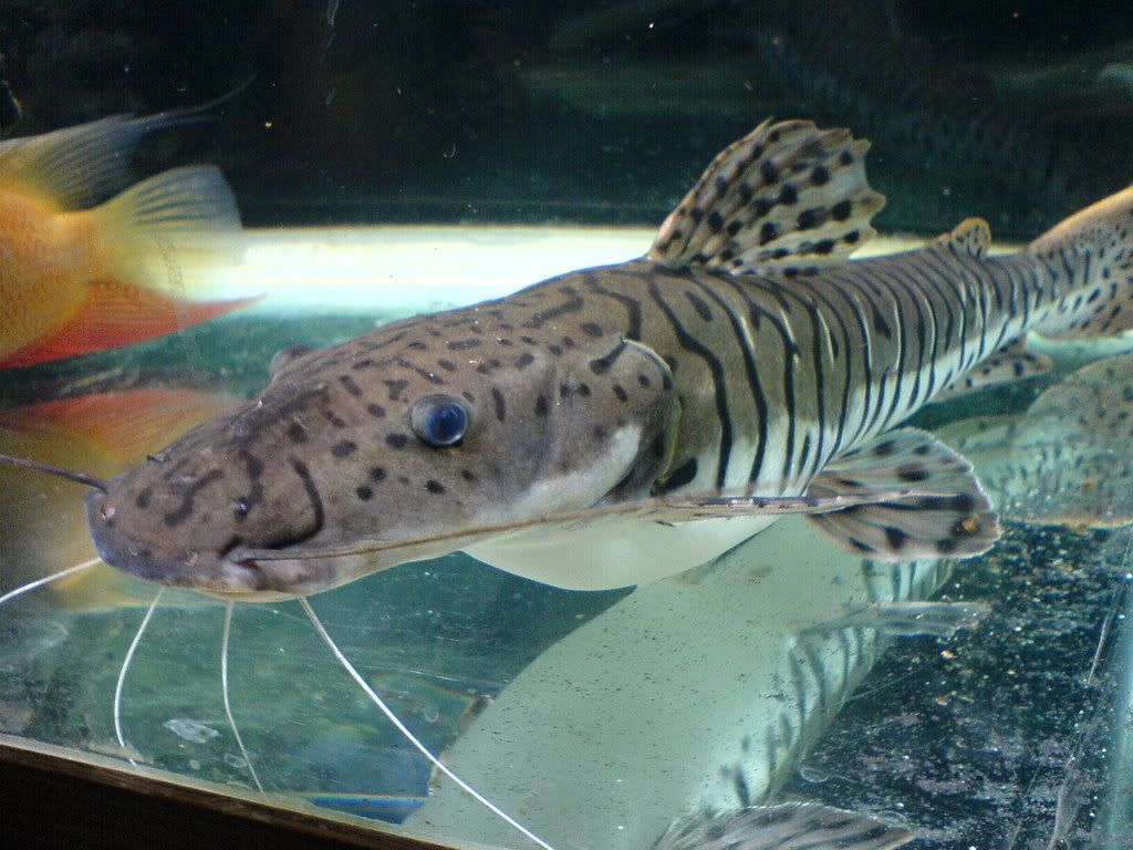 DSC00142.jpg