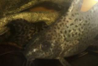 plecos2.jpg