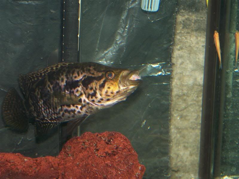 stevesfish774Medium.jpg