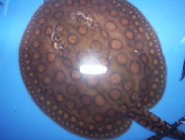 babymotoro002.jpg