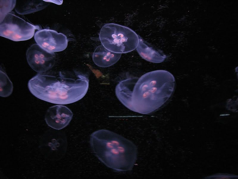 jellies.jpg