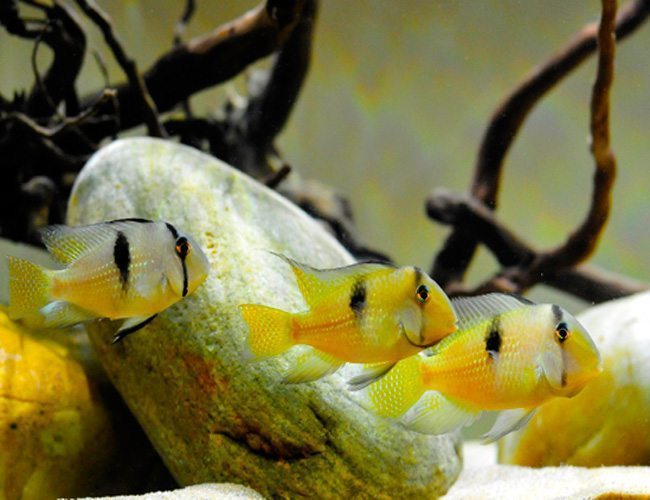 Guianacara-Dacrya-Cichlid.jpg