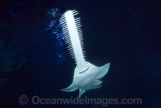 43M2725-02-green-sawfish.jpg
