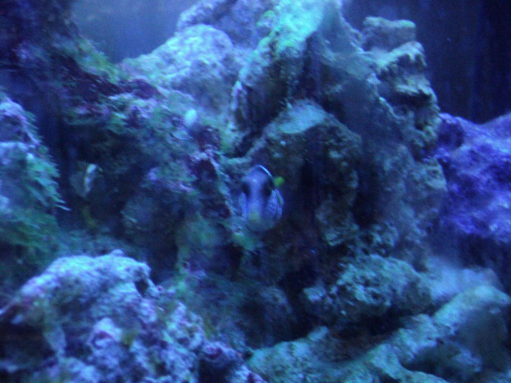 DSC01215_zpsa63f3dca.jpg