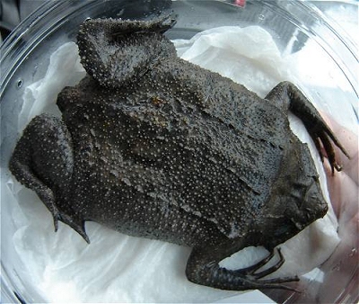 frog0.jpg