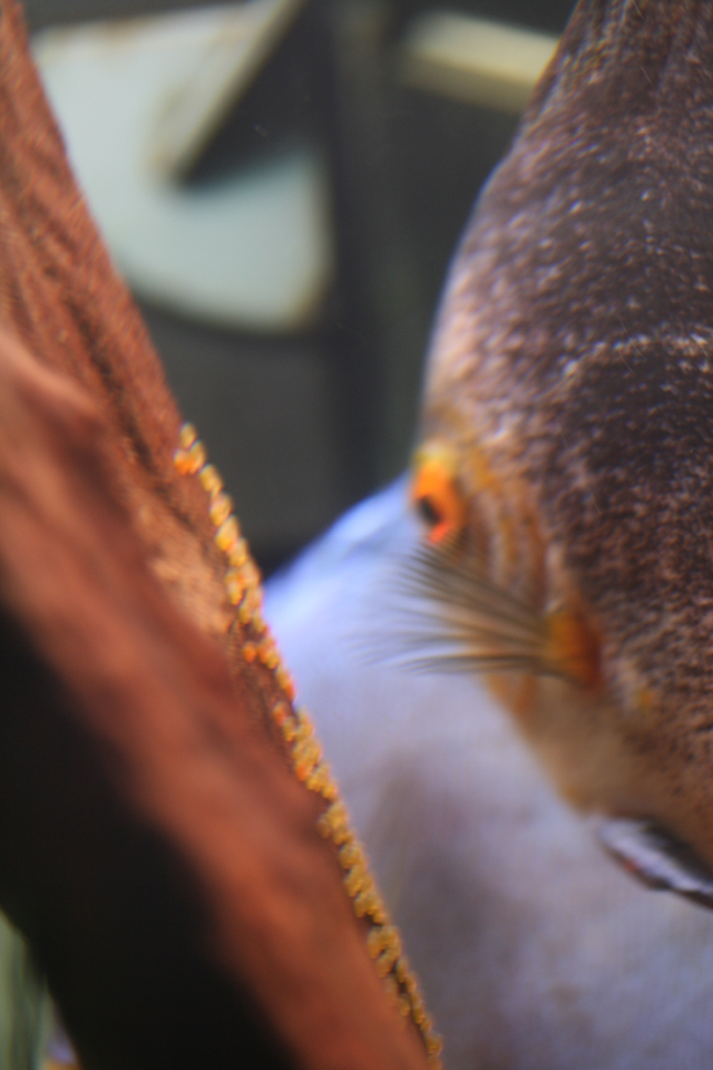 discus_spawning_18.jpg
