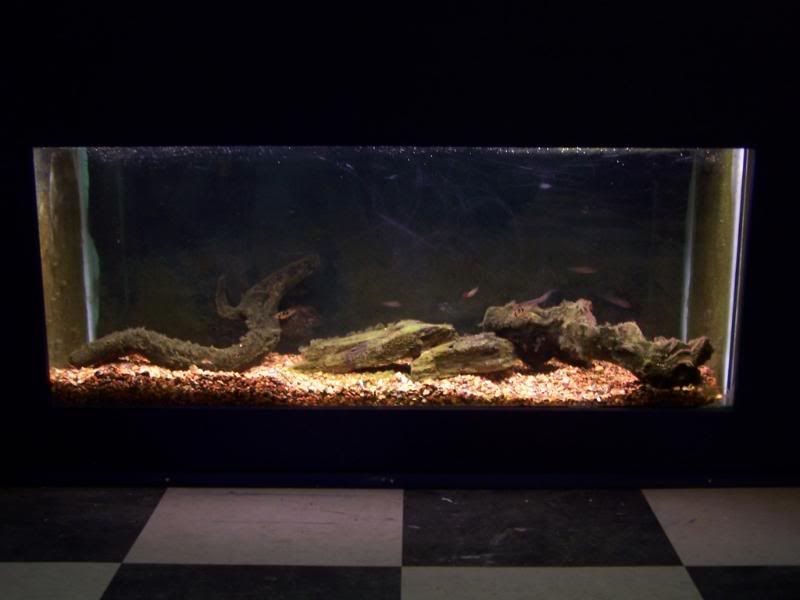 fishwall01017.jpg