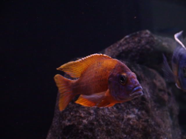 DSC01654.jpg