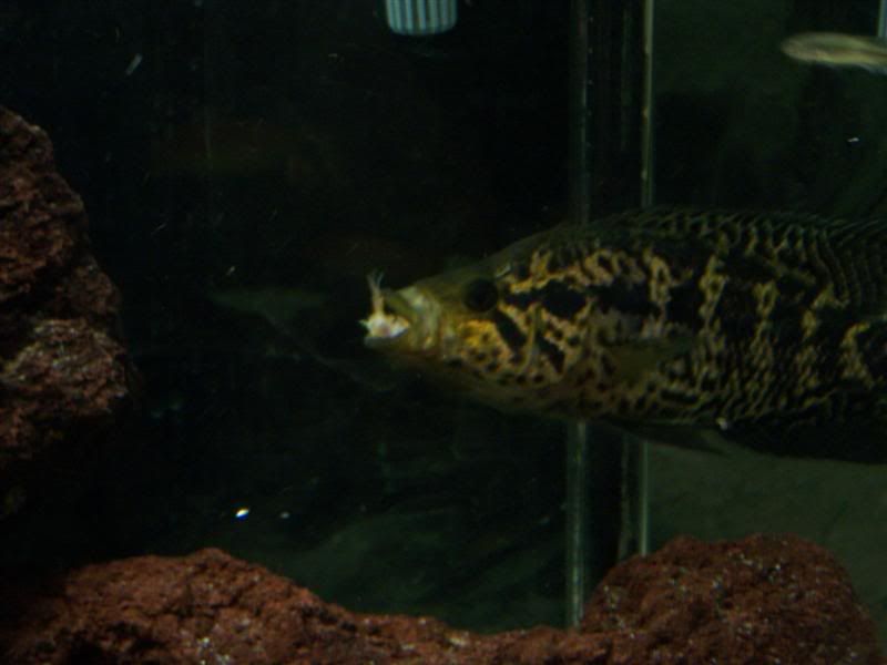 stevesfish772Medium.jpg