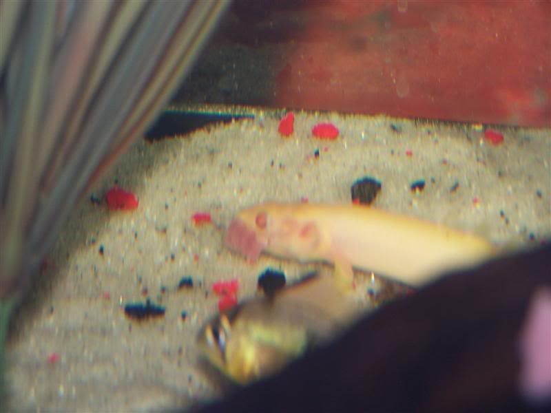 100_5086Medium.jpg